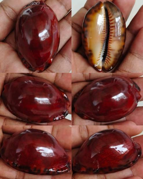 Rare Red Mauritia arabica Cowrie