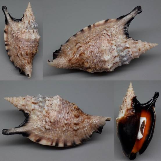 Euprotomus aratrum “BIG” Auction Result