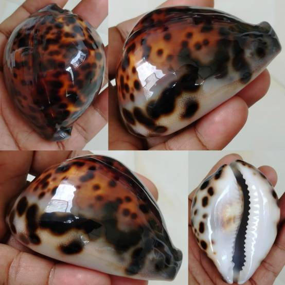 Unique Dot Cypraea tigris