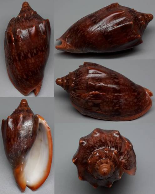 Deep Red Cymbiola innexa Volute